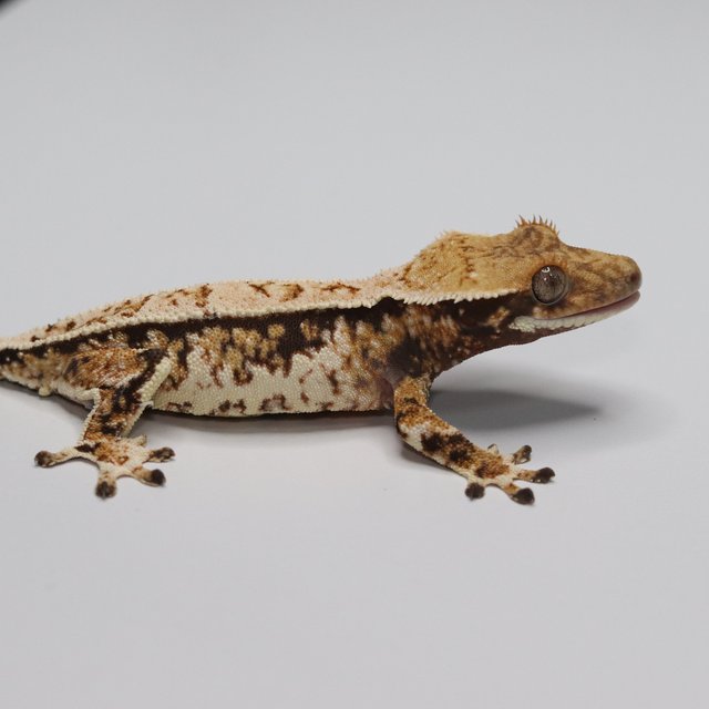 노멀 트라이 익스트림할리퀸 화이트스팟 화이트 화이트핀