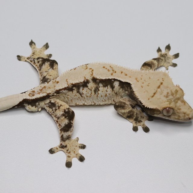 노멀 트라이 드리피 화이트스팟