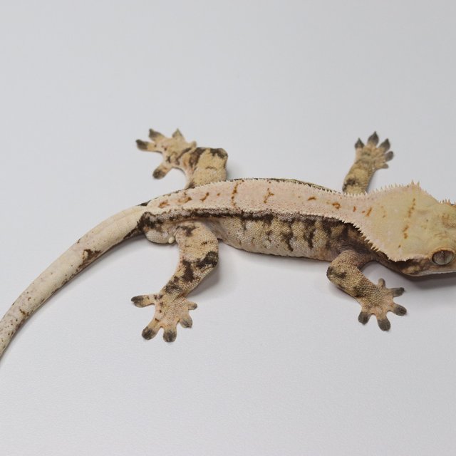 노멀 트라이 익스트림할리퀸 드리피 화이트스팟