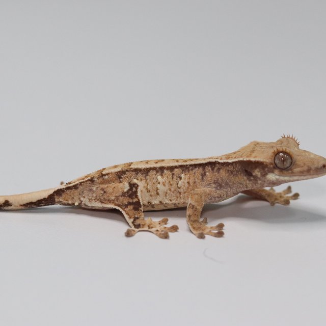 노멀 트라이 익스트림할리퀸 화이트스팟 화이트포트홀