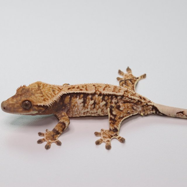 트라이 화이트포트홀 화이트스팟