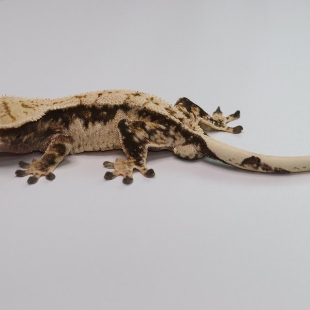 노멀 트라이 드리피 화이트스팟