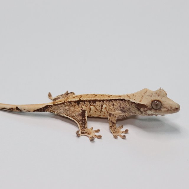 노멀 트라이 화이트스팟 쿼드