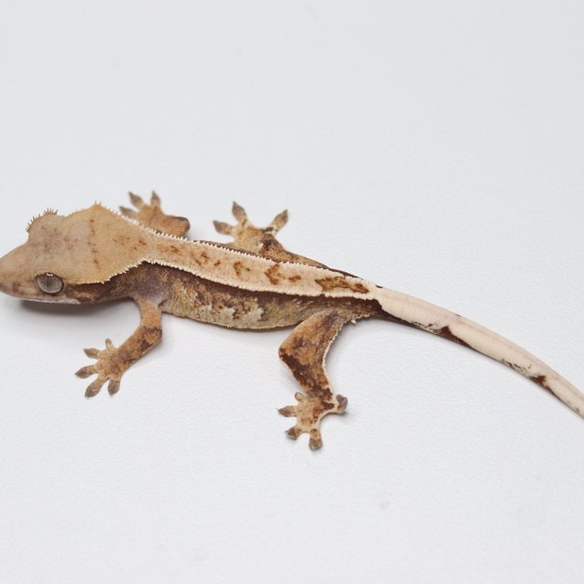 트라이 익스트림할리퀸