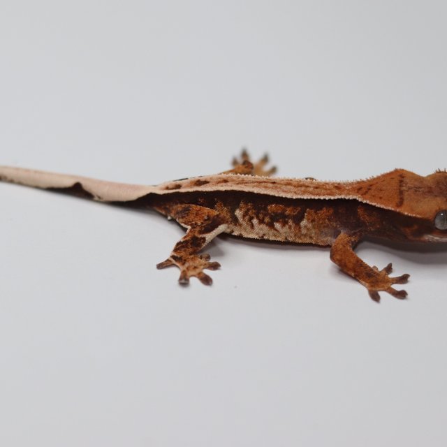 텐저린 트라이 풀핀