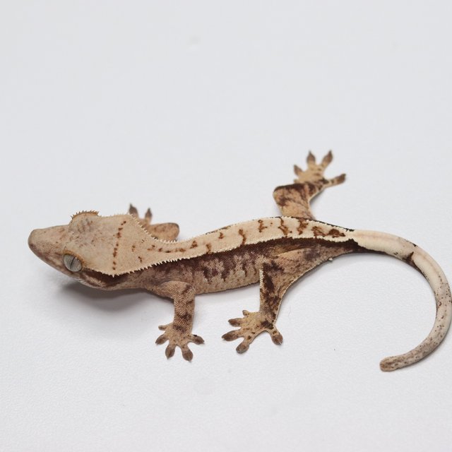 트라이 익스트림할리퀸