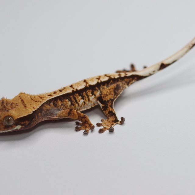 텐저린 트라이 화이트스팟