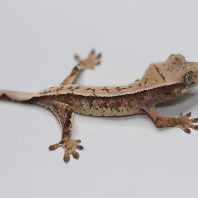 화이트 트라이 화이트스팟