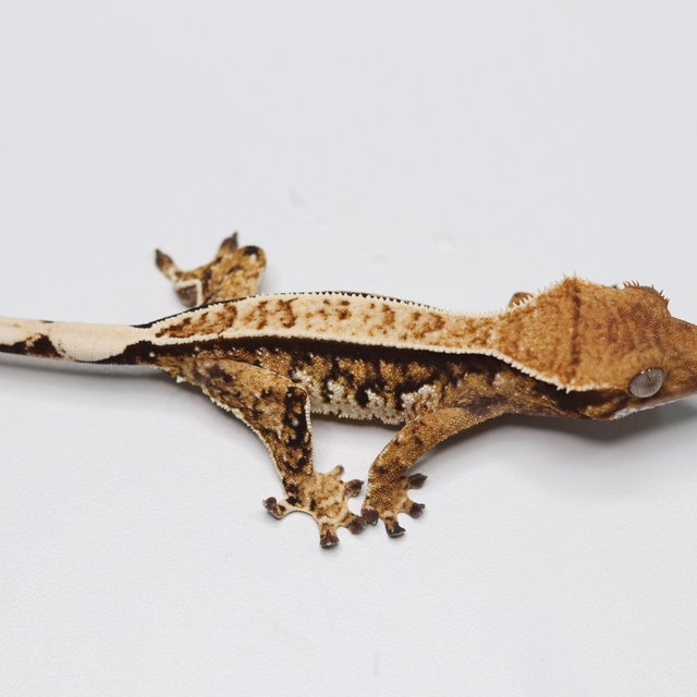 텐저린 트라이 익스트림할리퀸