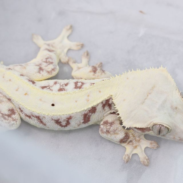 릴리화이트 레드