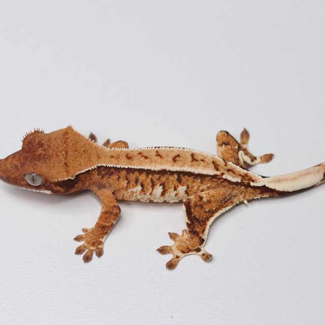 트라이 익스트림할리퀸 텐저린