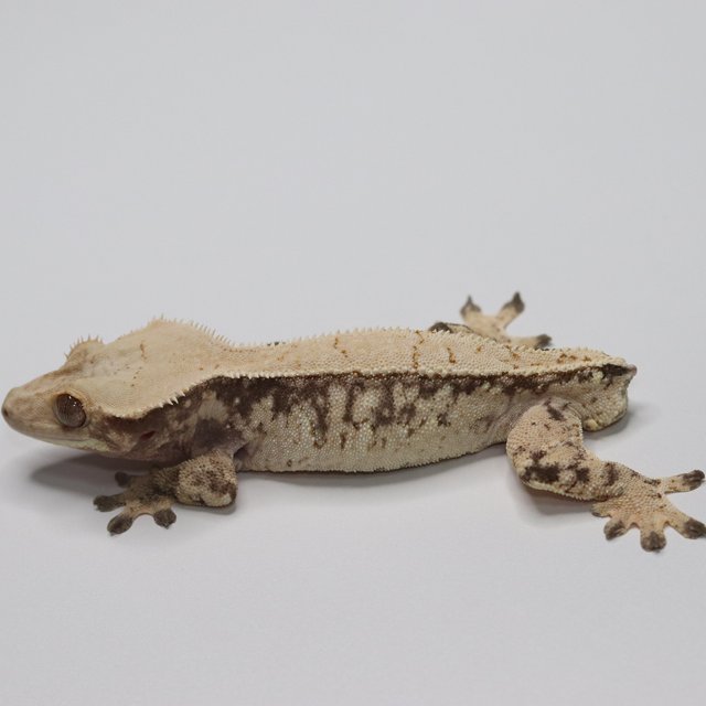 노멀 트라이 화이트스팟 드리피