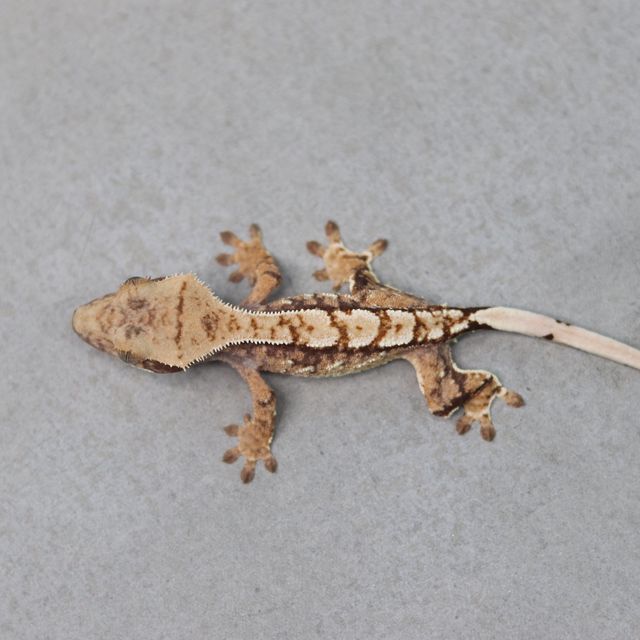 노멀 트라이 익스트림할리퀸 화이트포트홀 화이트스팟