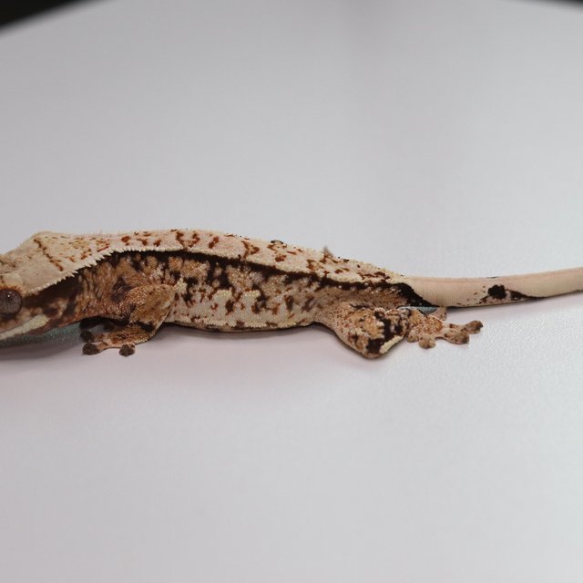 노멀 트라이 익스트림할리퀸 화이트스팟