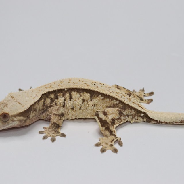 노멀 트라이 익스트림할리퀸 화이트스팟