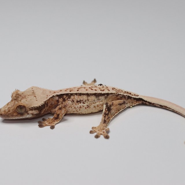 노멀 트라이 쿼드 화이트스팟