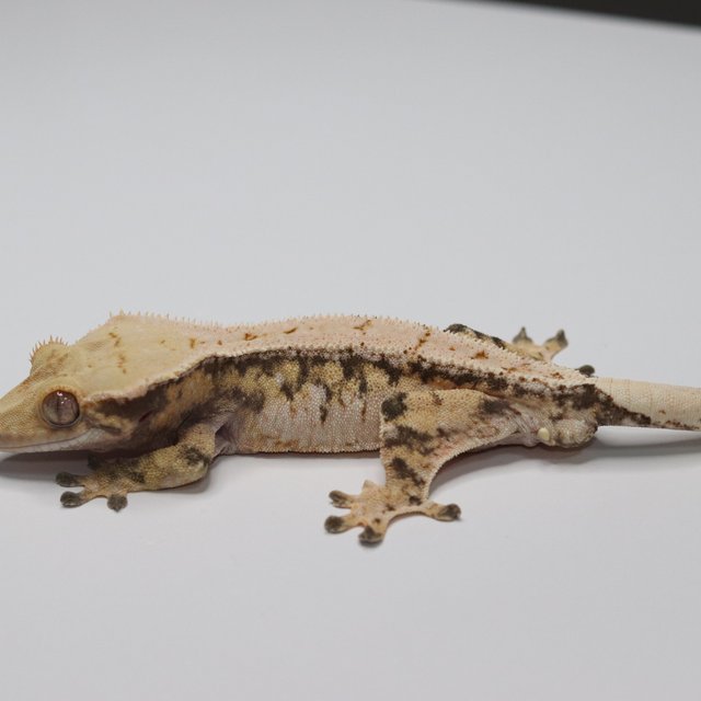 노멀 트라이 익스트림할리퀸 드리피 화이트스팟