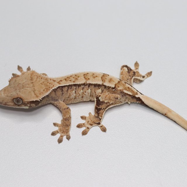 노멀 트라이 익스트림할리퀸 화이트스팟 화이트포트홀