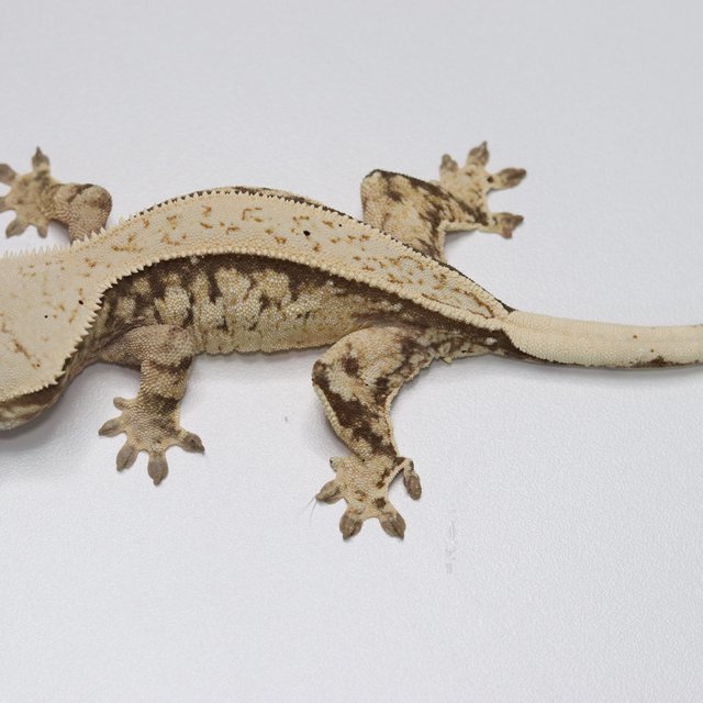 노멀 트라이 익스트림할리퀸 화이트스팟