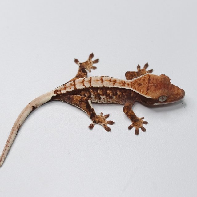 트라이 익스트림할리퀸