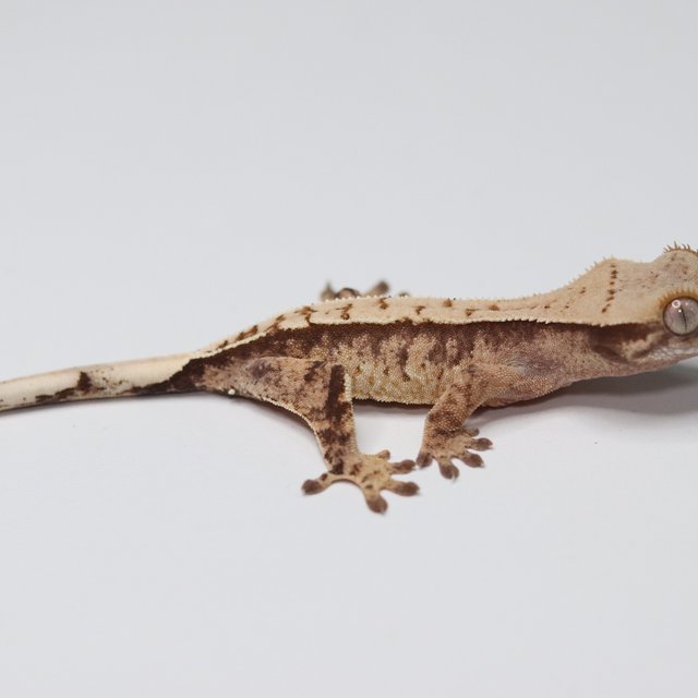 트라이 익스트림할리퀸