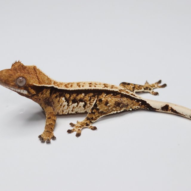 텐저린 트라이 익스트림할리퀸