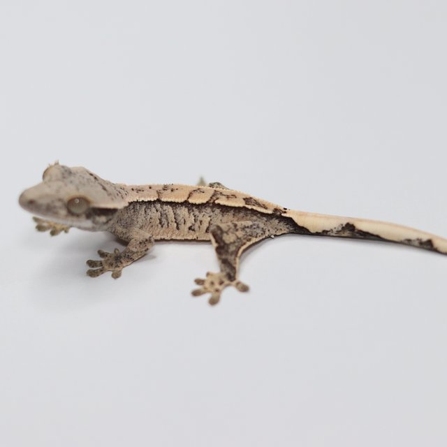 화이트스팟 화이트핀 트라이