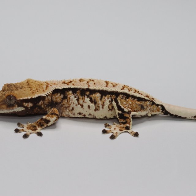 노멀 트라이 익스트림할리퀸 화이트스팟 화이트 화이트핀