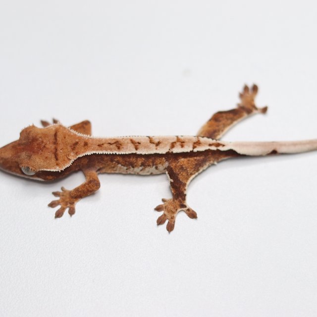 트라이 화이트스팟 화이트핀