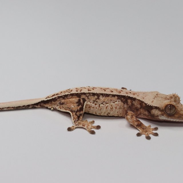 노멀 트라이 쿼드 화이트스팟