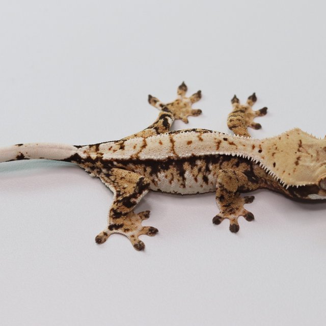 노멀 트라이 익스트림할리퀸 화이트스팟