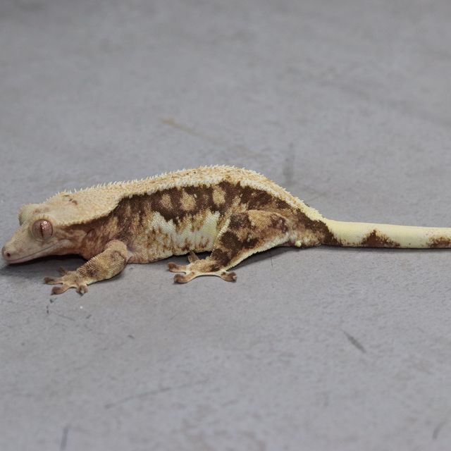 릴리화이트 트라이