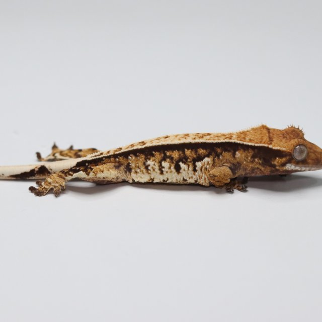 텐저린 트라이 익스트림할리퀸