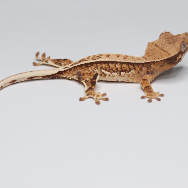 트라이 익스트림할리퀸 텐저린 쿼드