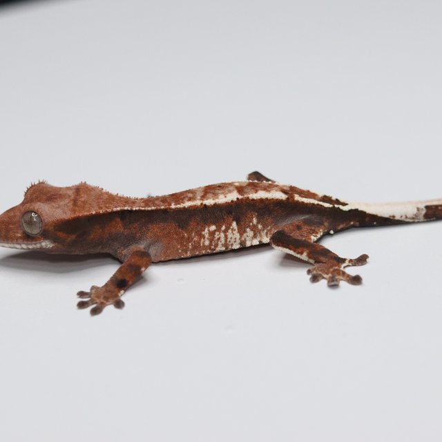 트라이 카푸치노