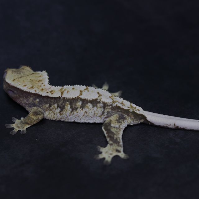 트라이