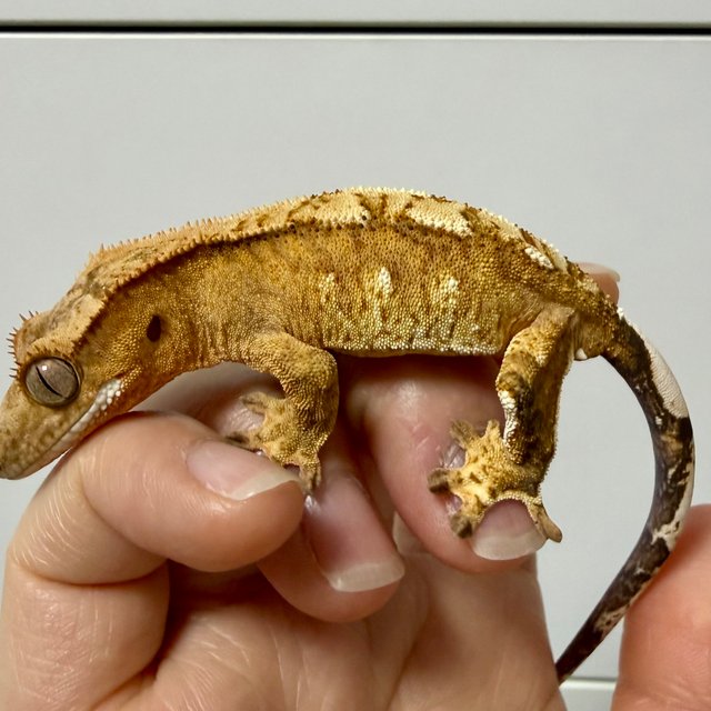 옐로우 크림시클 화이트포트홀