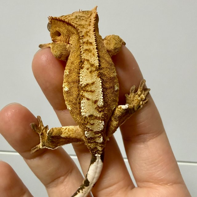 옐로우 크림시클 화이트포트홀