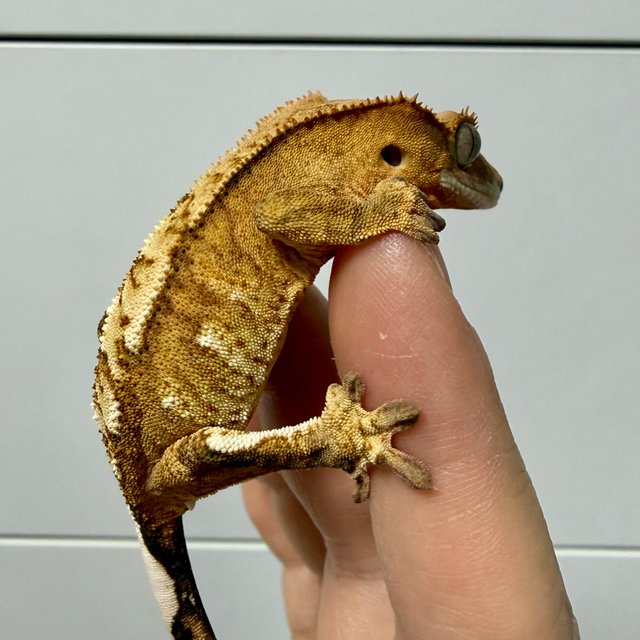 옐로우 크림시클 화이트포트홀