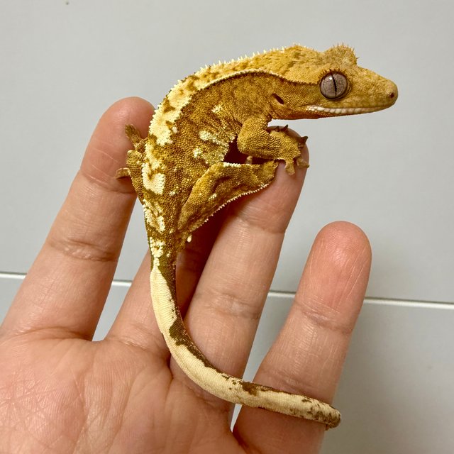 옐로우 크림시클 화이트포트홀