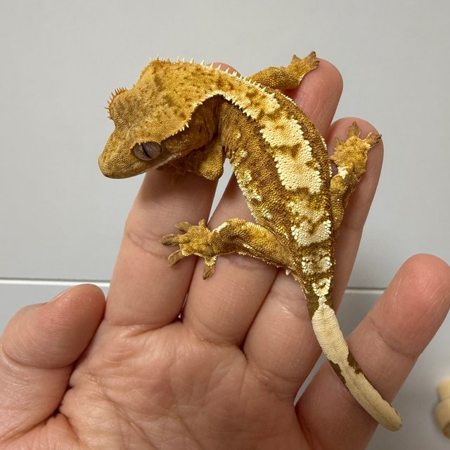 옐로우 크림시클 화이트포트홀