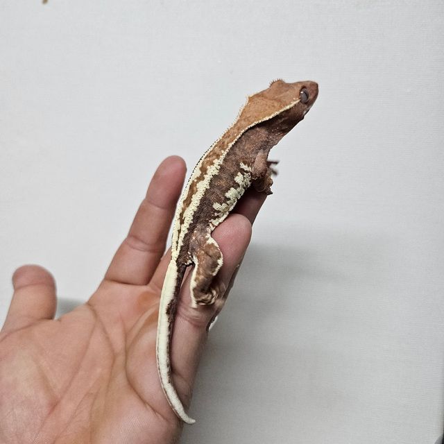 프라푸치노
