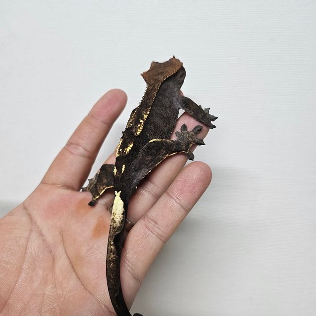 카푸치노