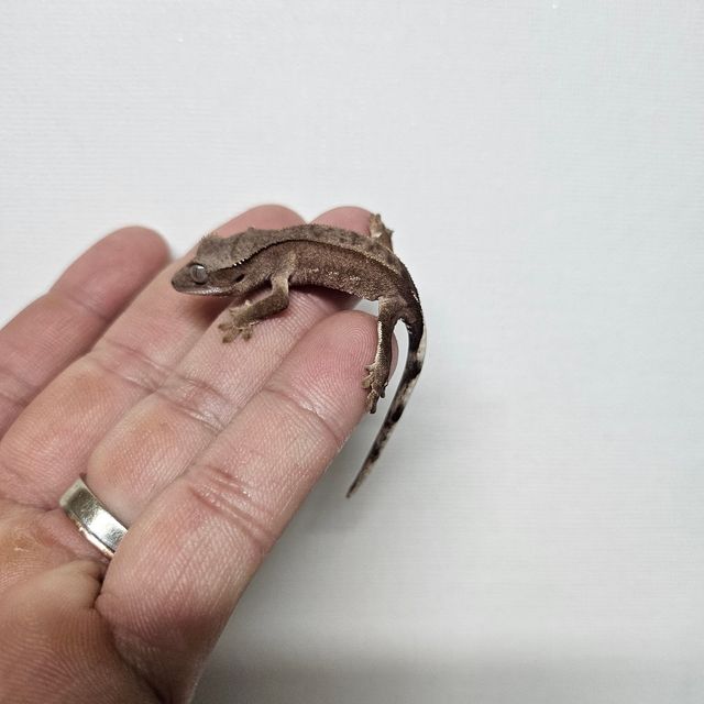 팬텀