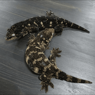 타업체 부모개체