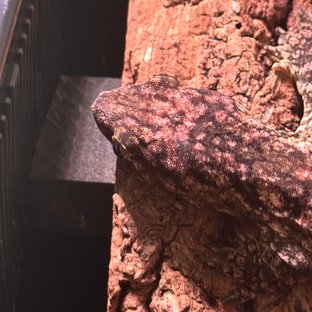 누아미 카나와 하이 컬러