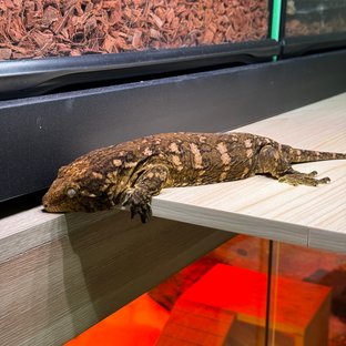 하키토 헷 멜라니스틱 GTX GT