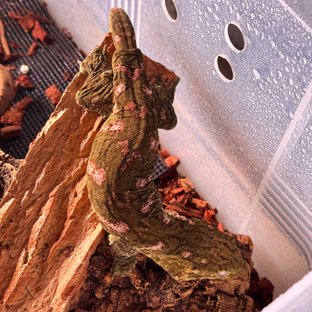 코기스 프리델 GTX 레드바