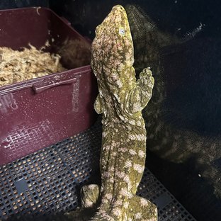 타업체 부모개체