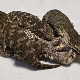 타업체 부모개체